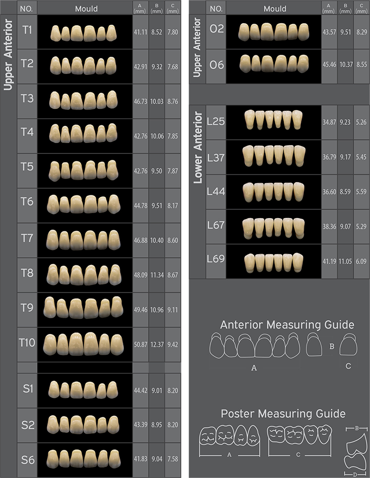 Three Layer Acrylic Resin Teeth